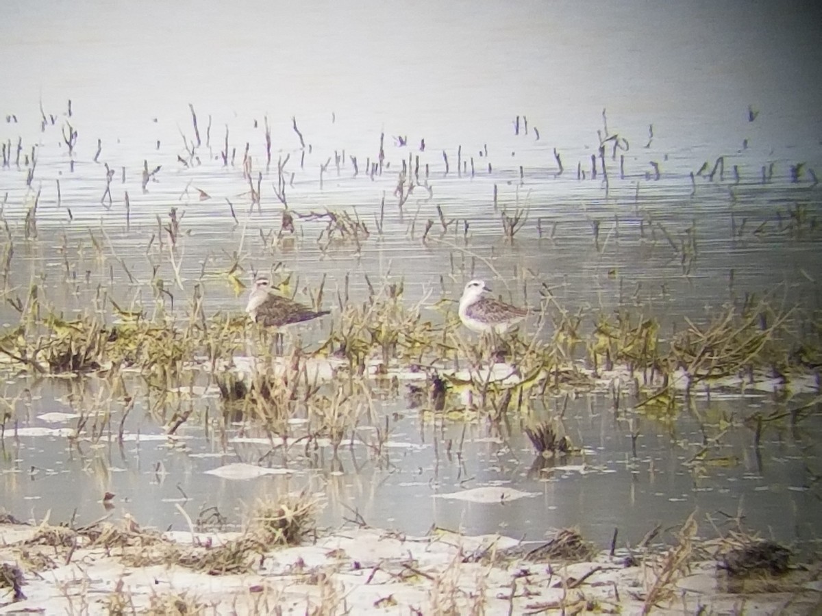 American Golden-Plover - Damien Simbeck