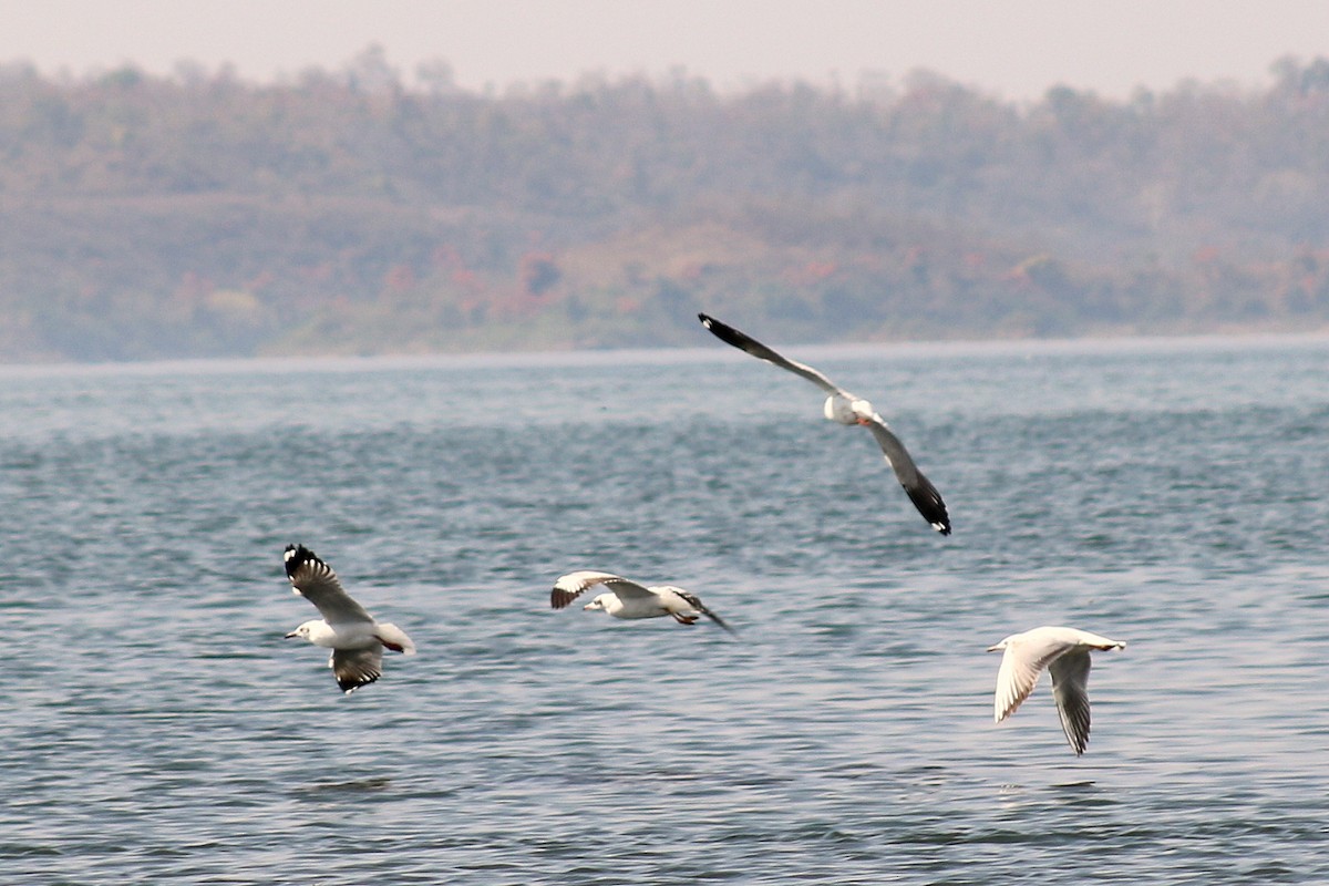 Brown-headed Gull - ML316074411