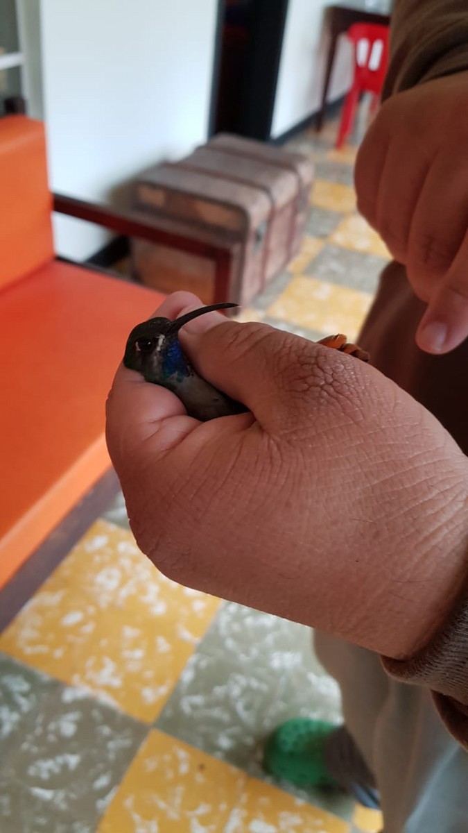 Lapis Lazuli Kılıçkanadı - ML316074631
