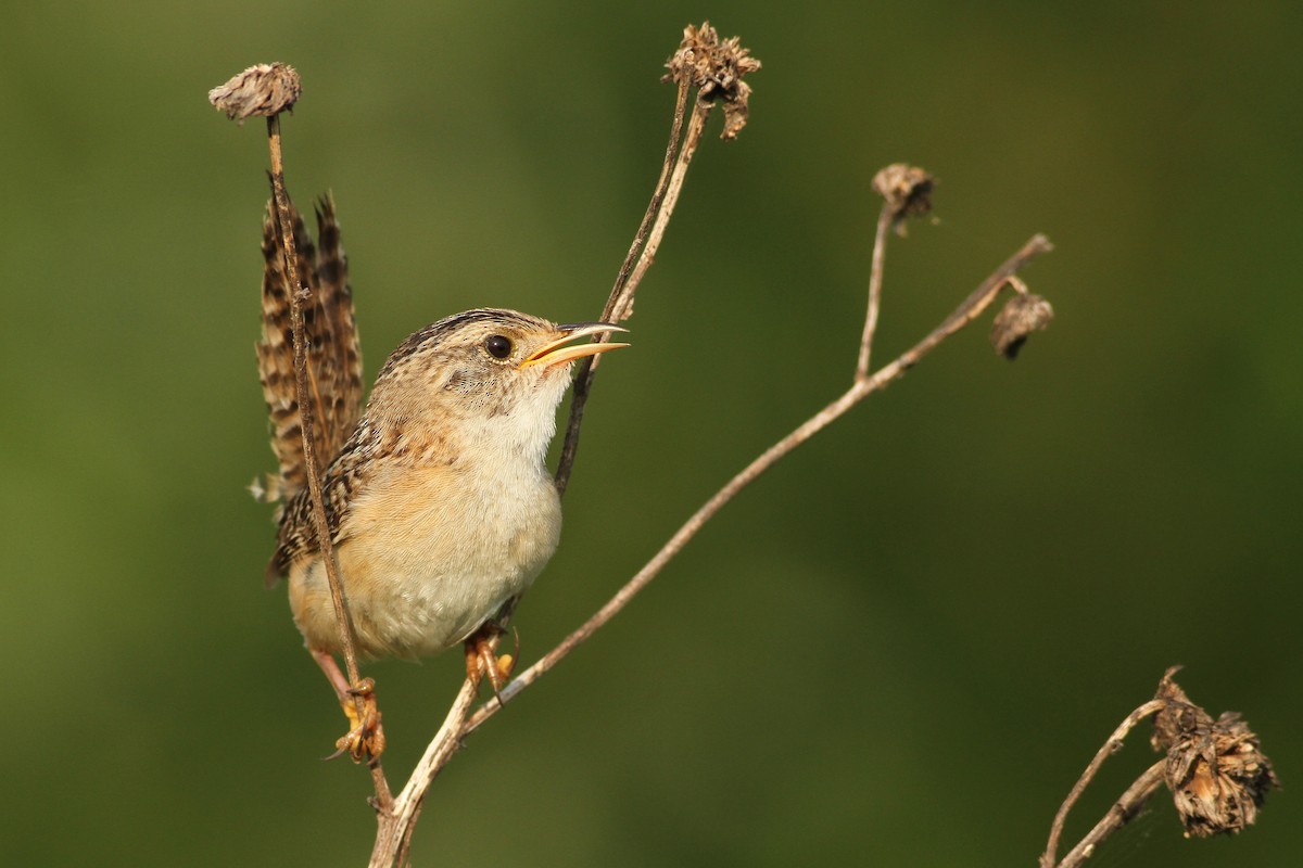 Sedge Wren - Evan Lipton