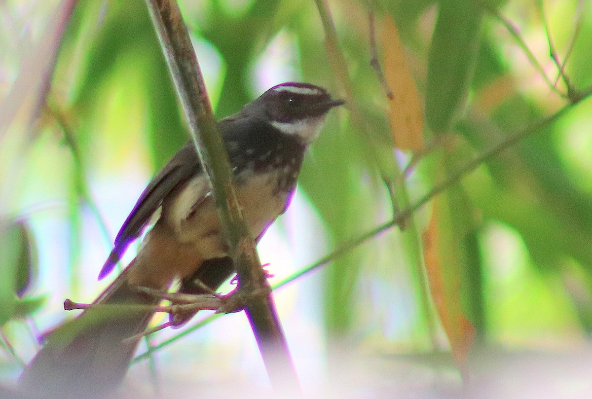 Spot-breasted Fantail - ML316074881