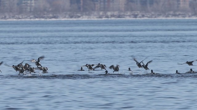 Greater Scaup - ML316075341