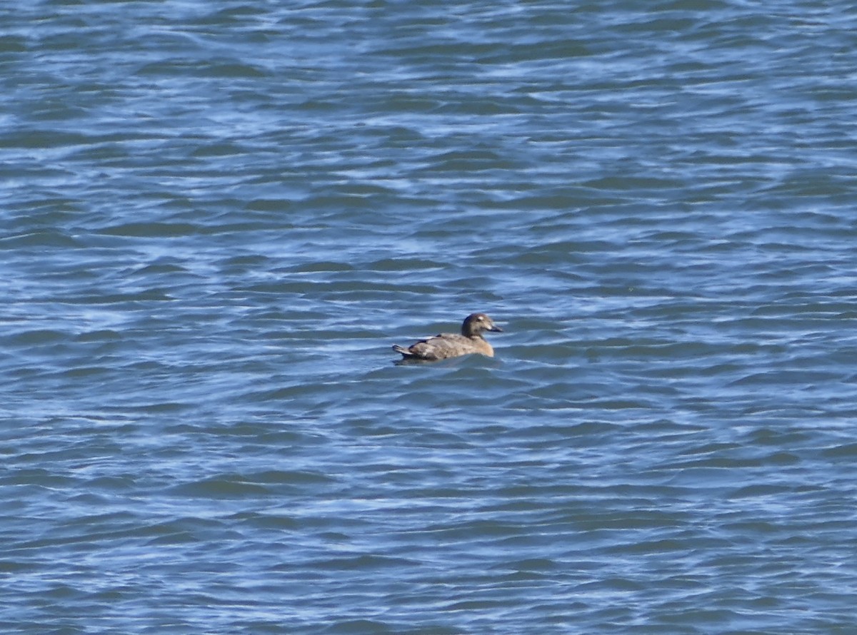 King Eider - ML316079641