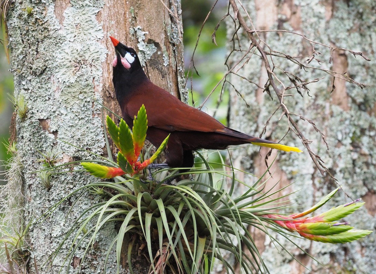 Montezumastirnvogel - ML316080851