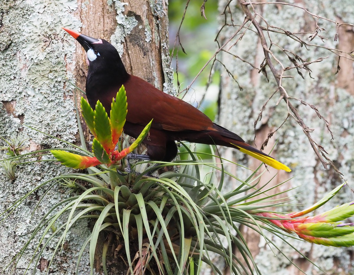 Montezuma Oropendola - ML316080871