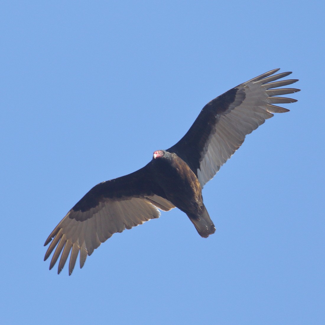Turkey Vulture - ML316080901