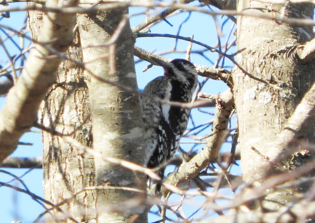 Yellow-bellied Sapsucker - ML316081861