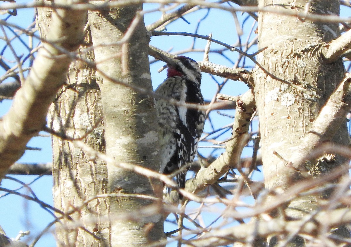 Yellow-bellied Sapsucker - ML316082011