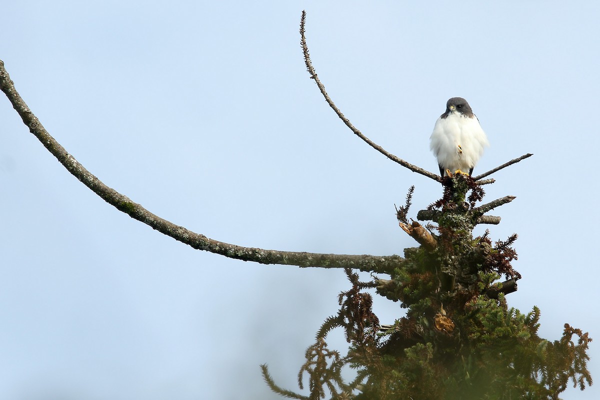 Short-tailed Hawk - ML31608361