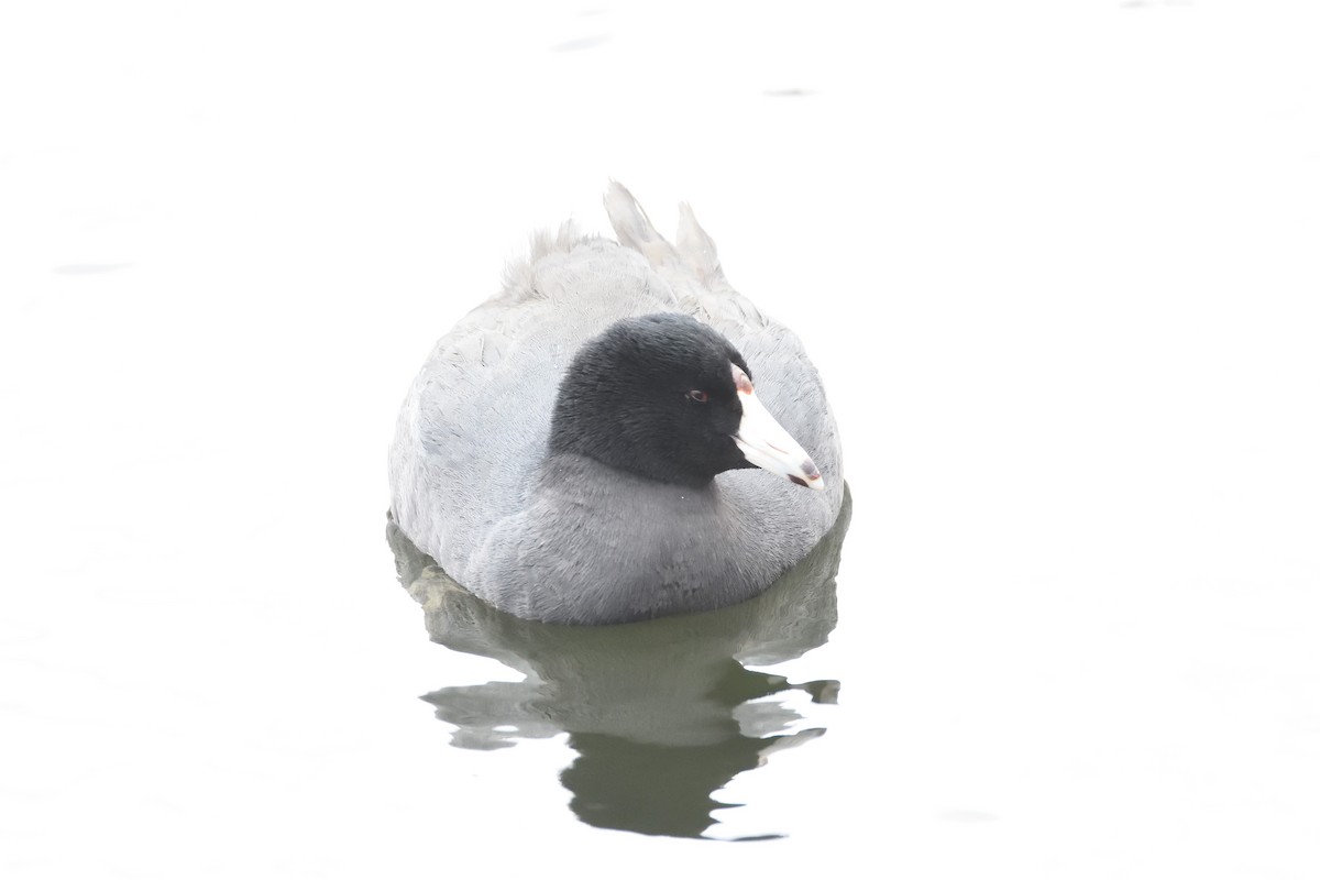 American Coot - ML316084321