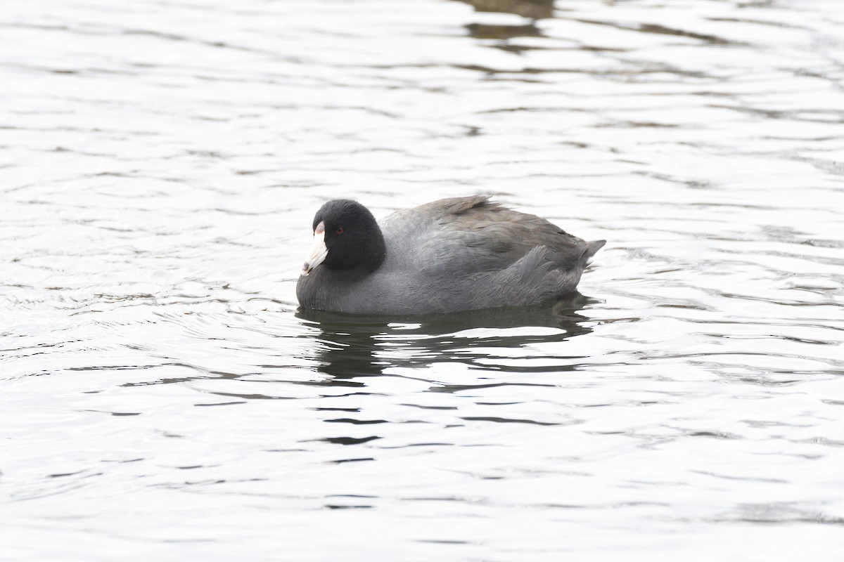 American Coot - ML316084341