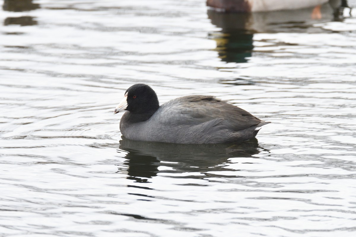 American Coot - ML316084351