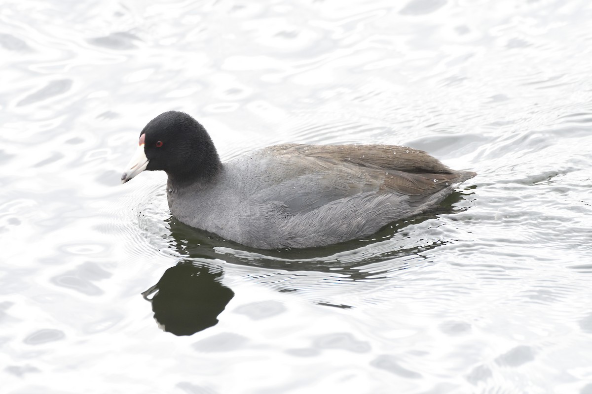 American Coot - ML316084361