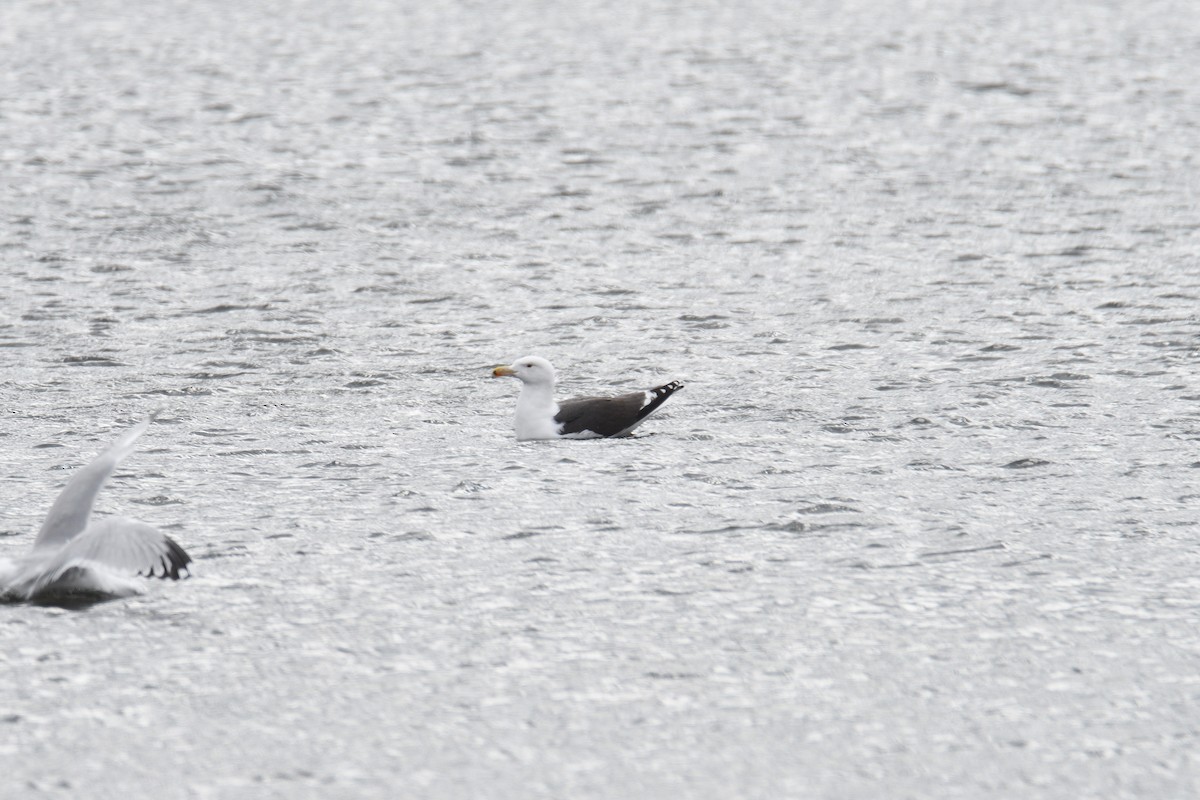 Great Black-backed Gull - ML316084401