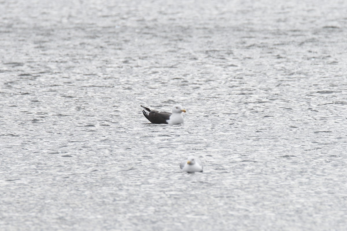 Great Black-backed Gull - terence zahner