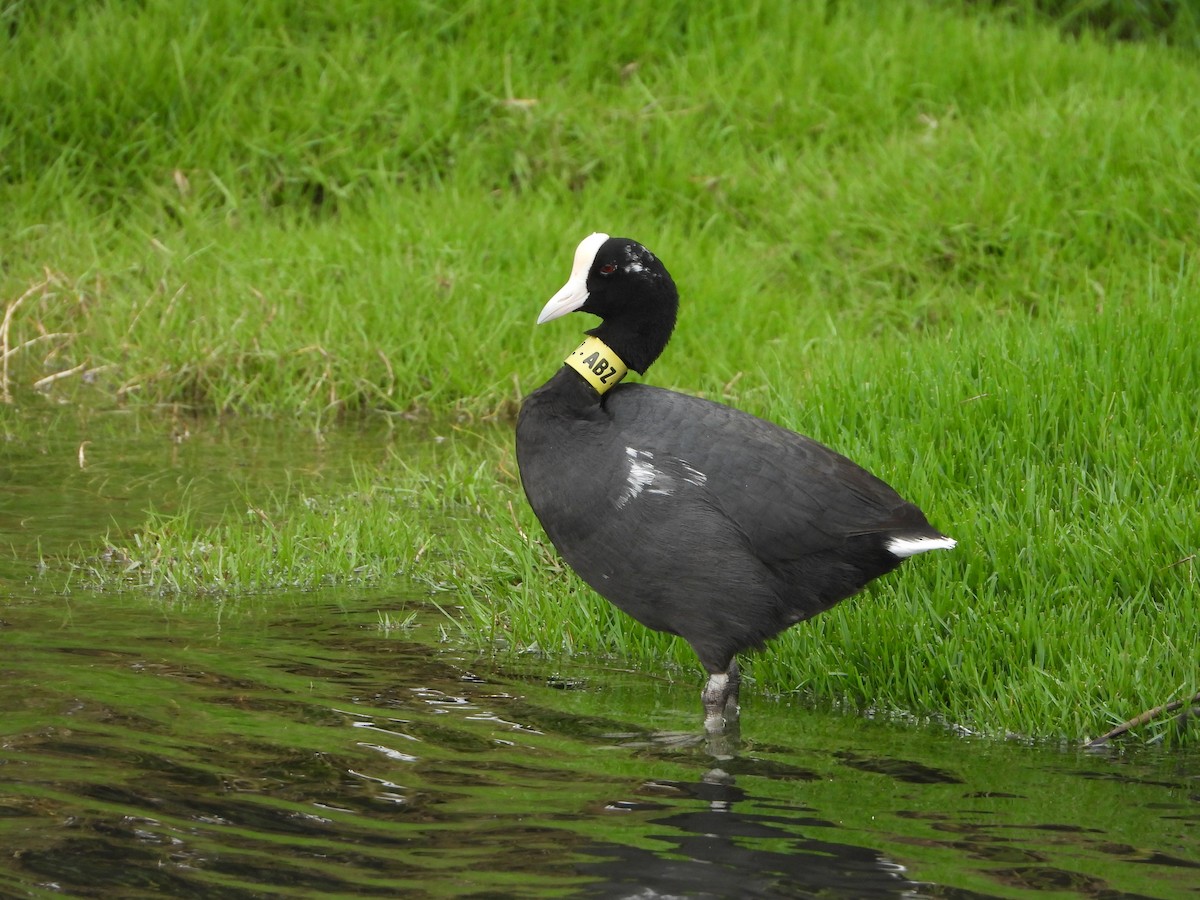 Hawaiian Coot - ML316085861