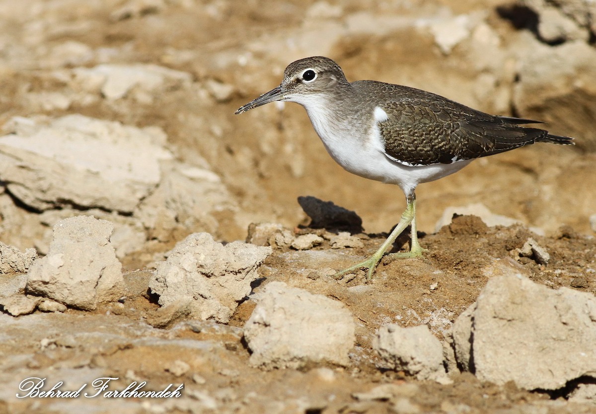 Common Sandpiper - ML31608811