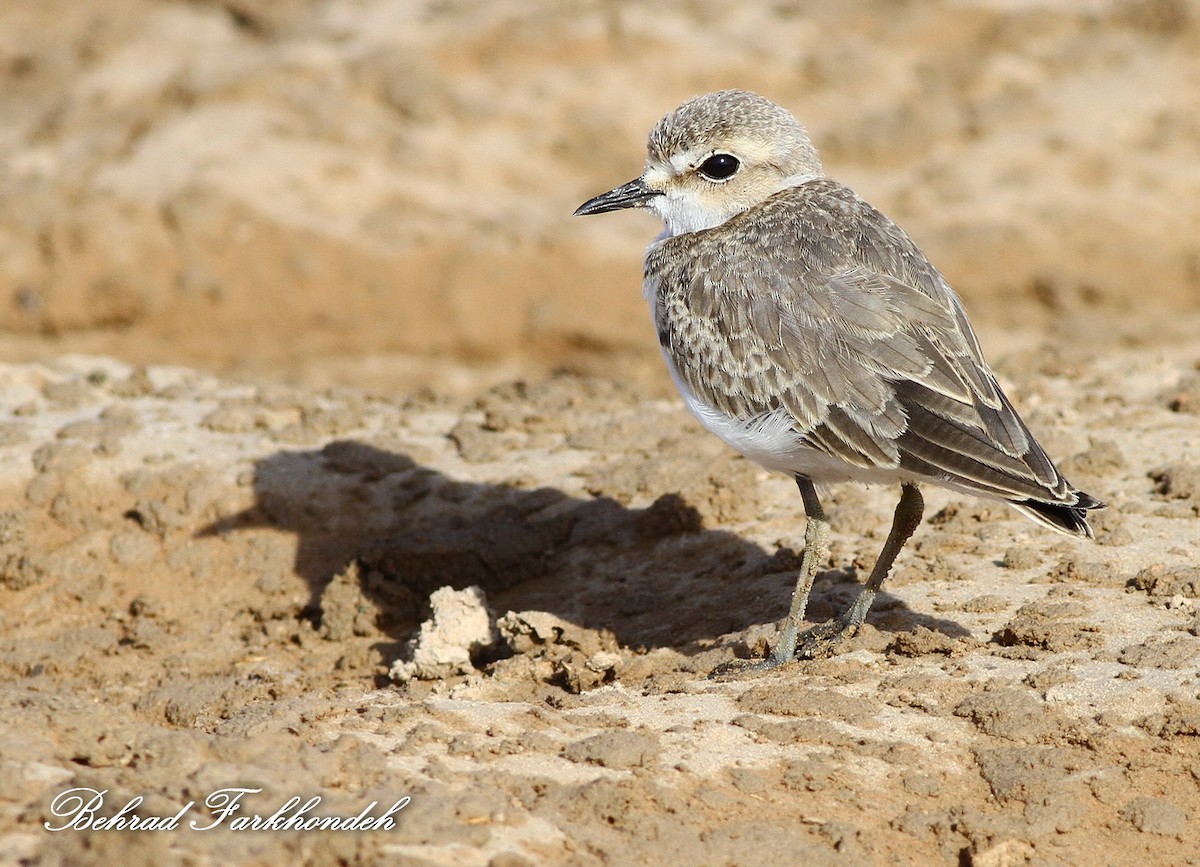 Kentish Plover - ML31608831