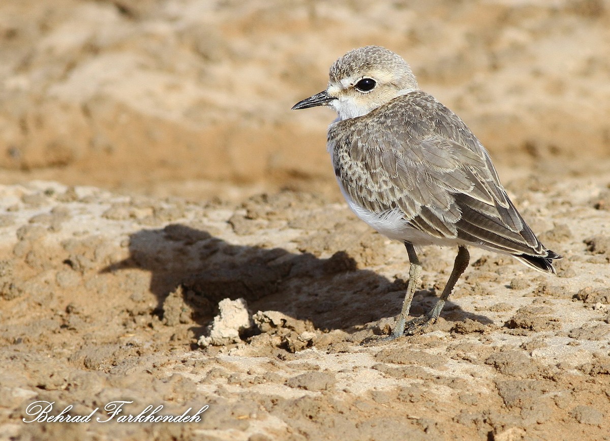 Kentish Plover - ML31608831