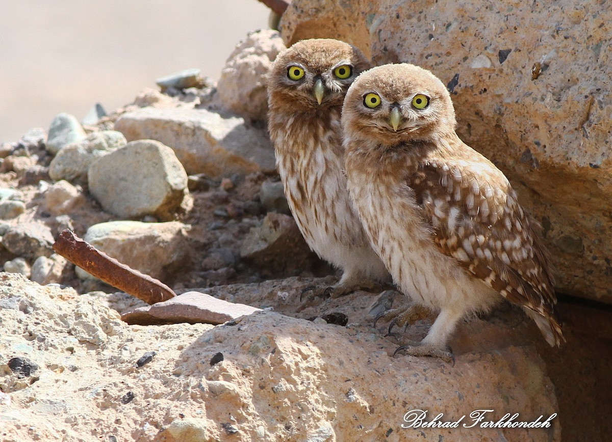 Little Owl - ML31608901