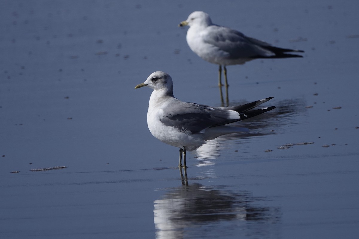 Short-billed Gull - ML316089171