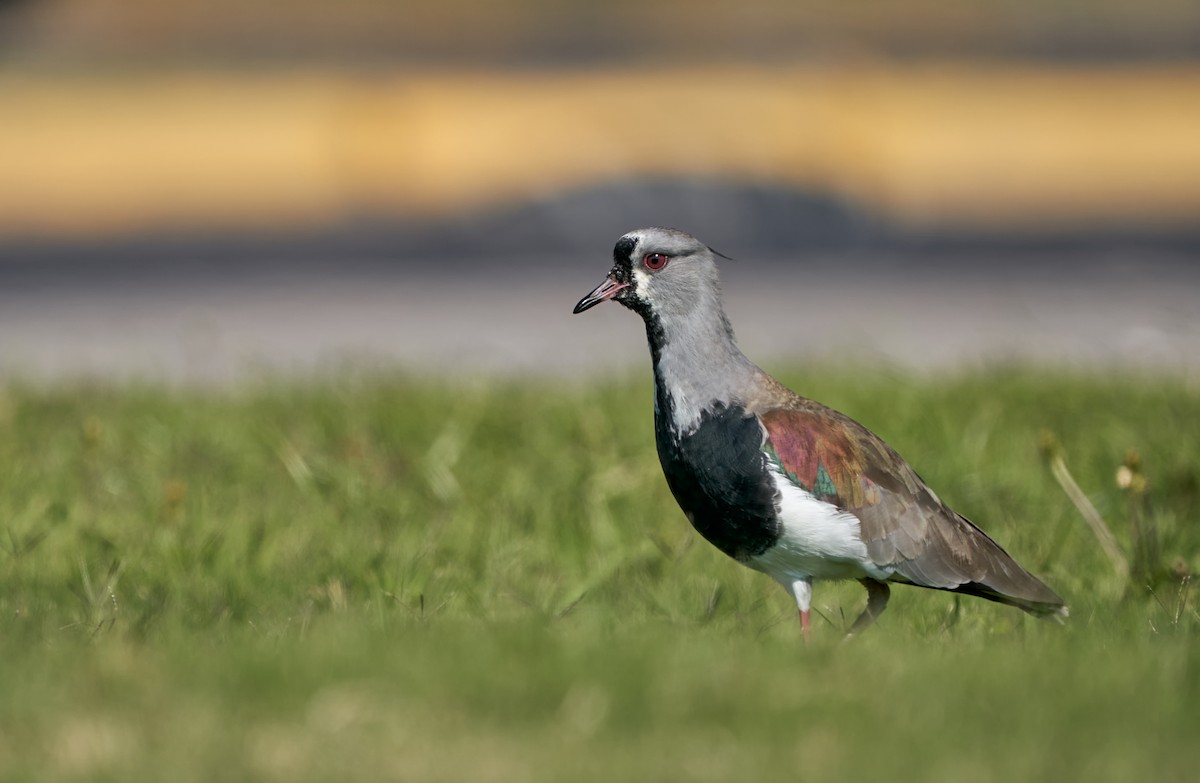 Southern Lapwing - ML316089211