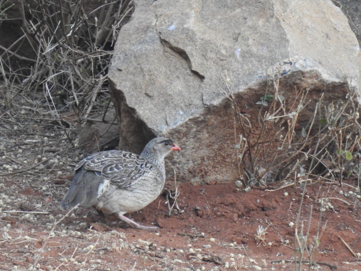 frankolín rezavokrký (ssp. atrifrons) - ML316089601