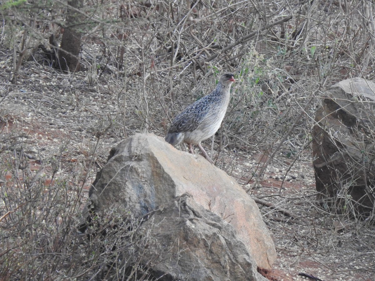 Chestnut-naped Spurfowl (Black-fronted) - ML316089611