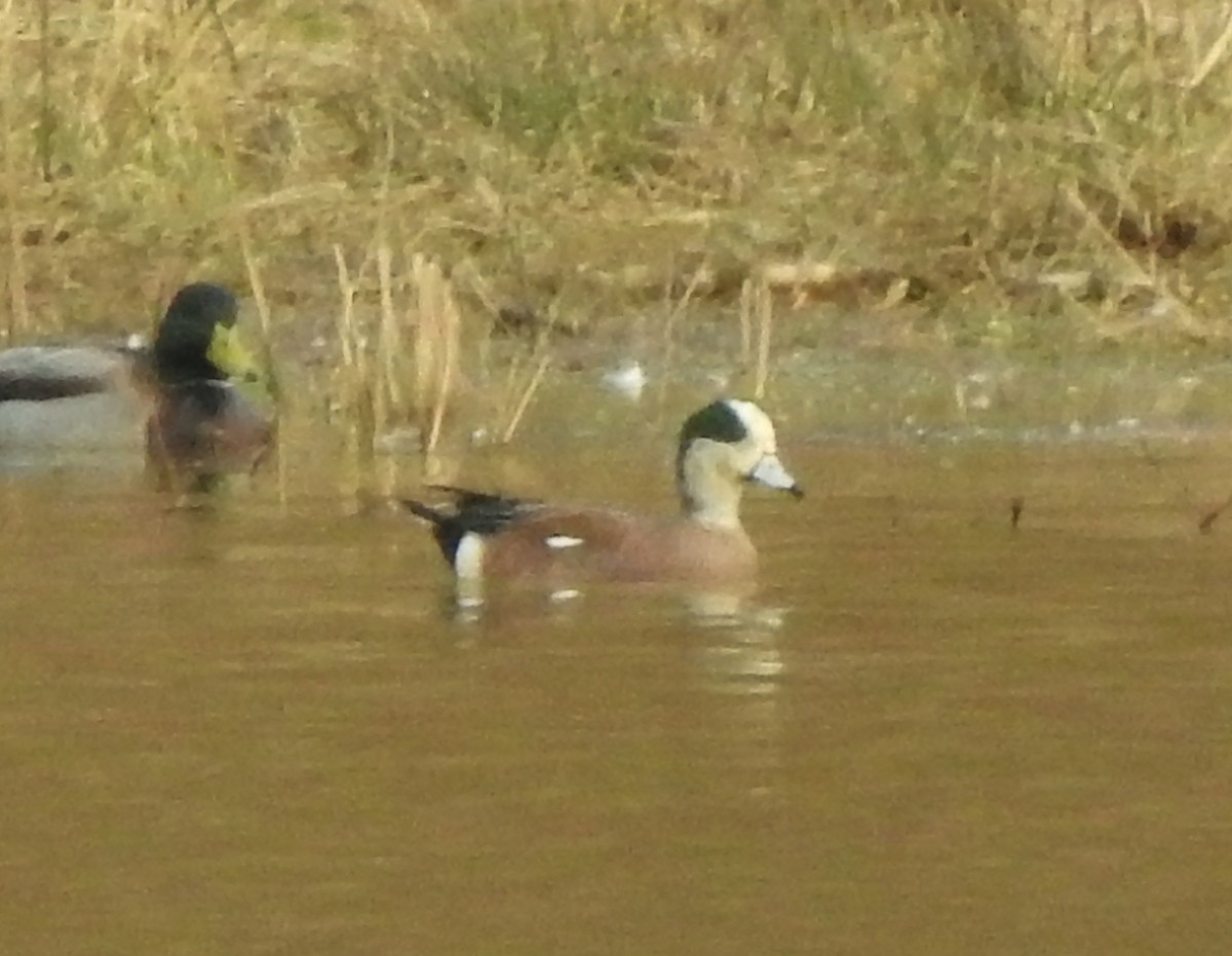 American Wigeon - ML316090111