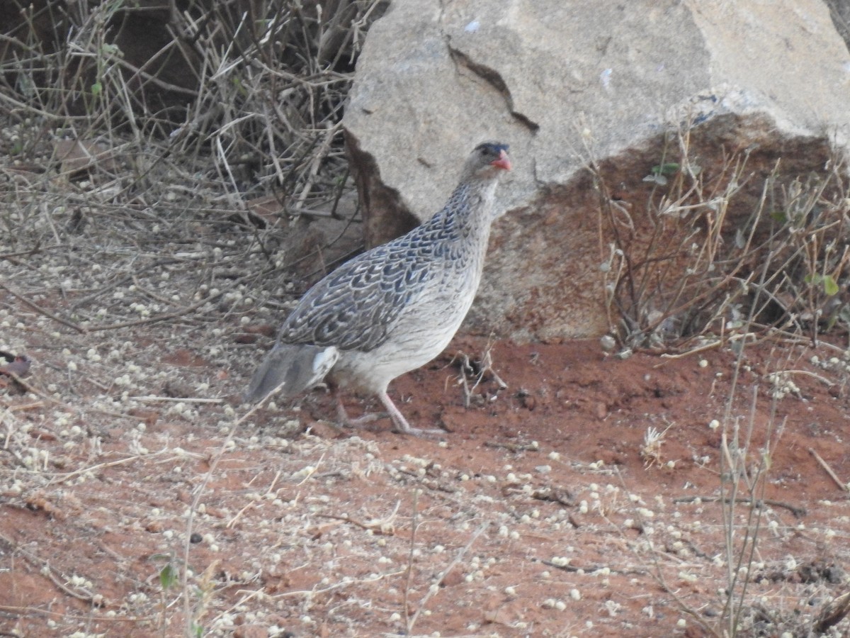 Francolin à cou roux (atrifrons) - ML316090411