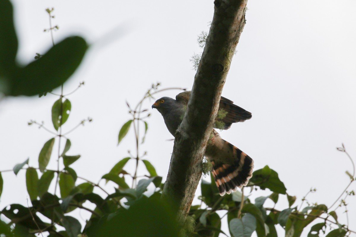 Roadside Hawk - ML316090451