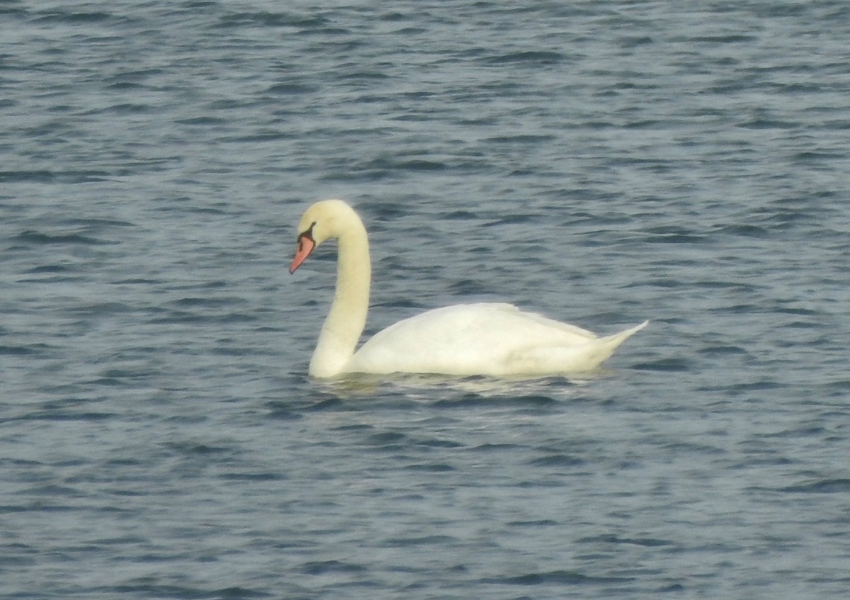 Cygne tuberculé - ML316090781