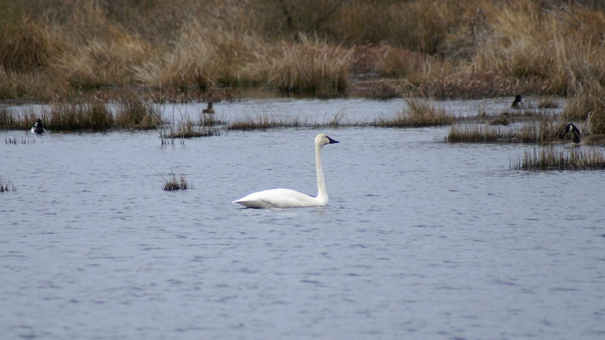 小天鵝 - ML316092041