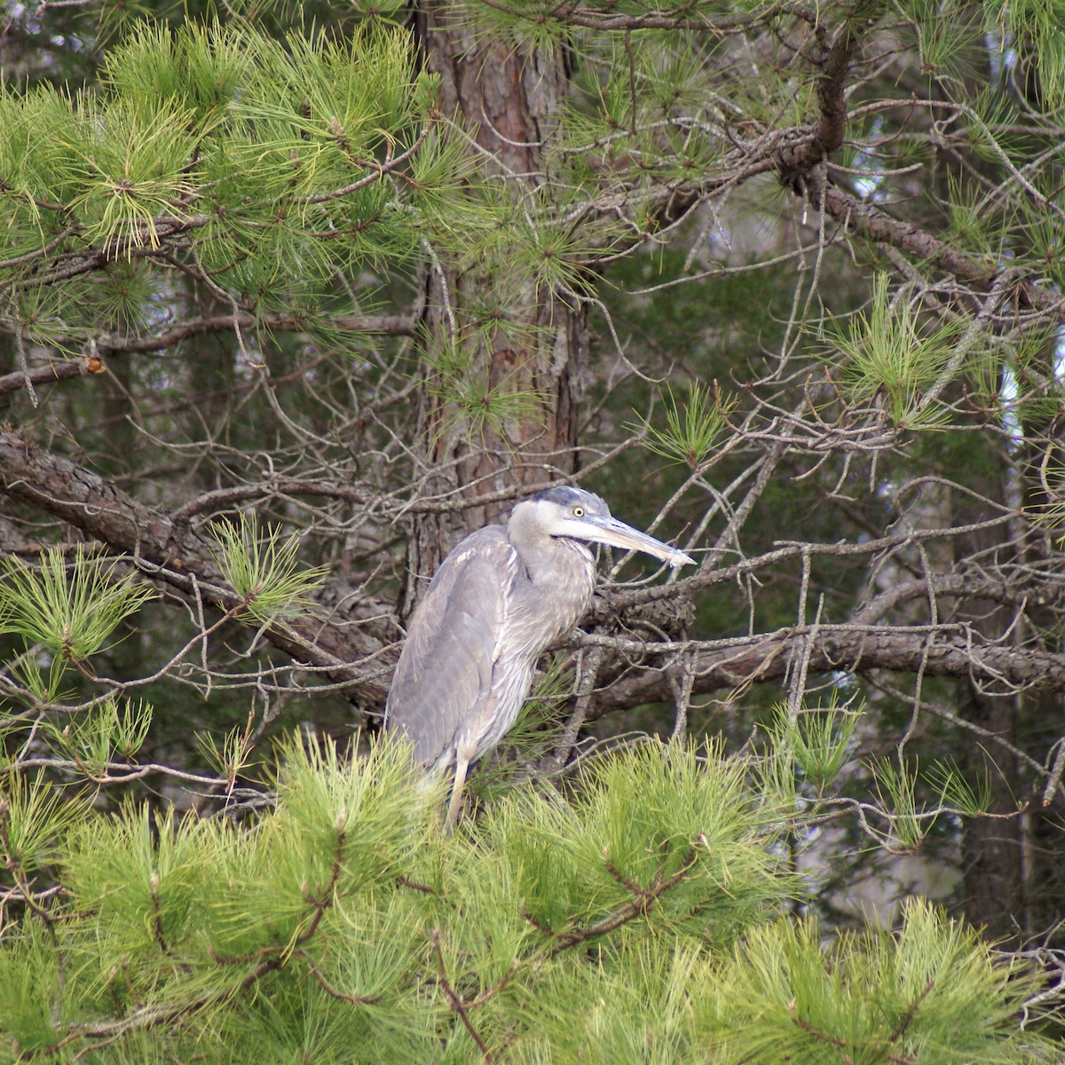 Great Blue Heron - ML316092251