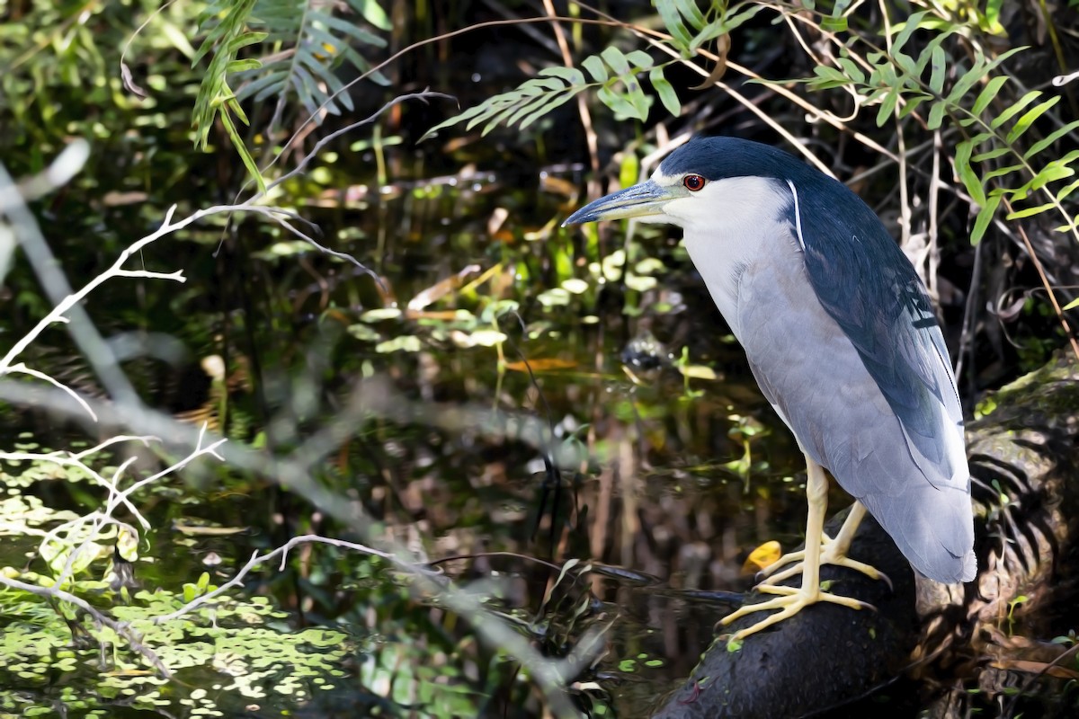 Black-crowned Night Heron - ML316092641