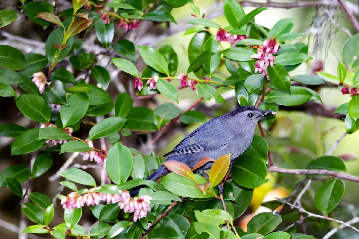 Gray Catbird - ML316092841