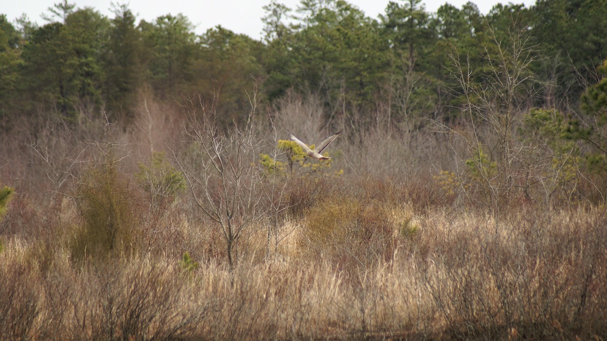 Northern Harrier - ML316092881