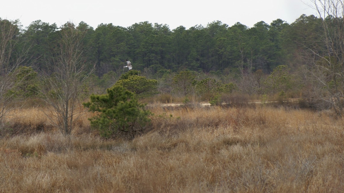 Northern Harrier - ML316092961