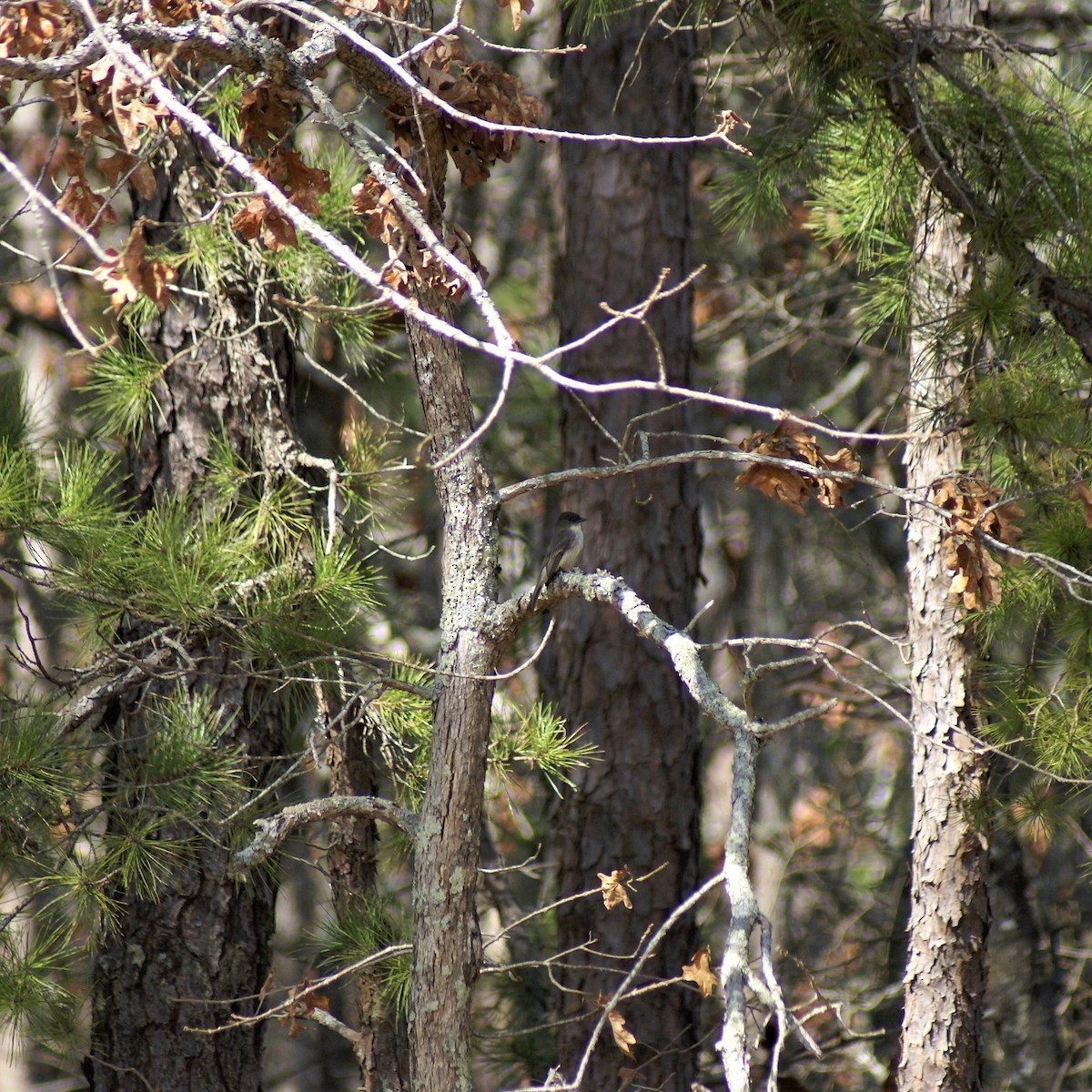 Eastern Phoebe - ML316093701