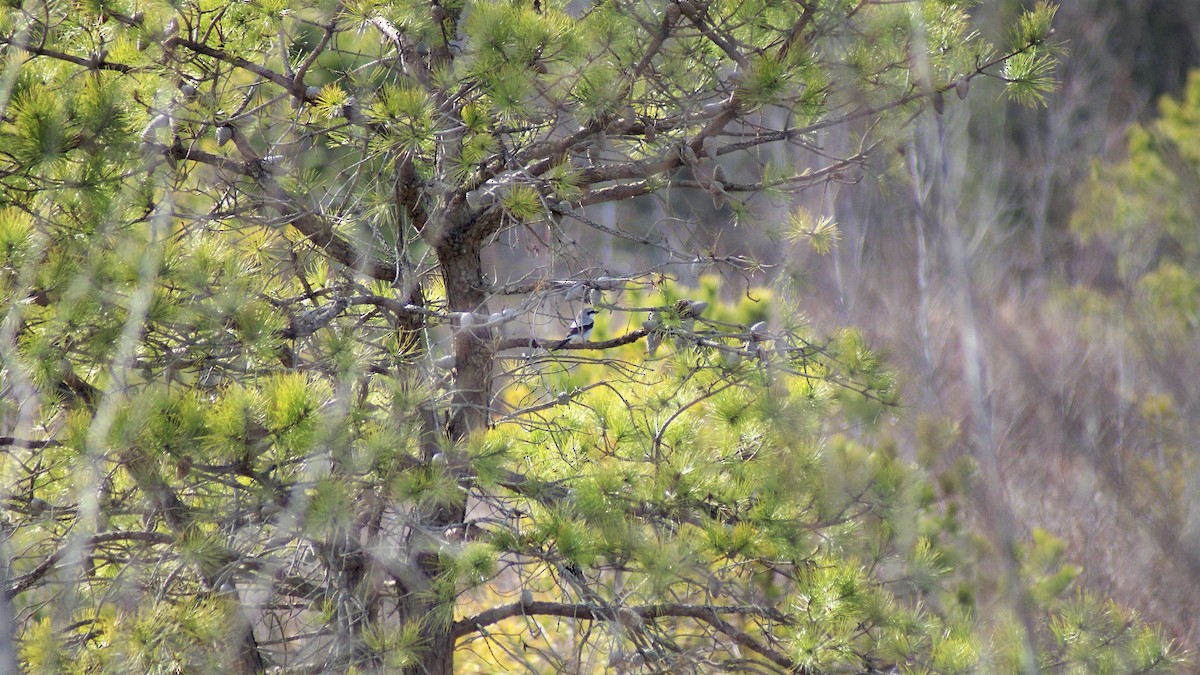 Northern Shrike - ML316093991