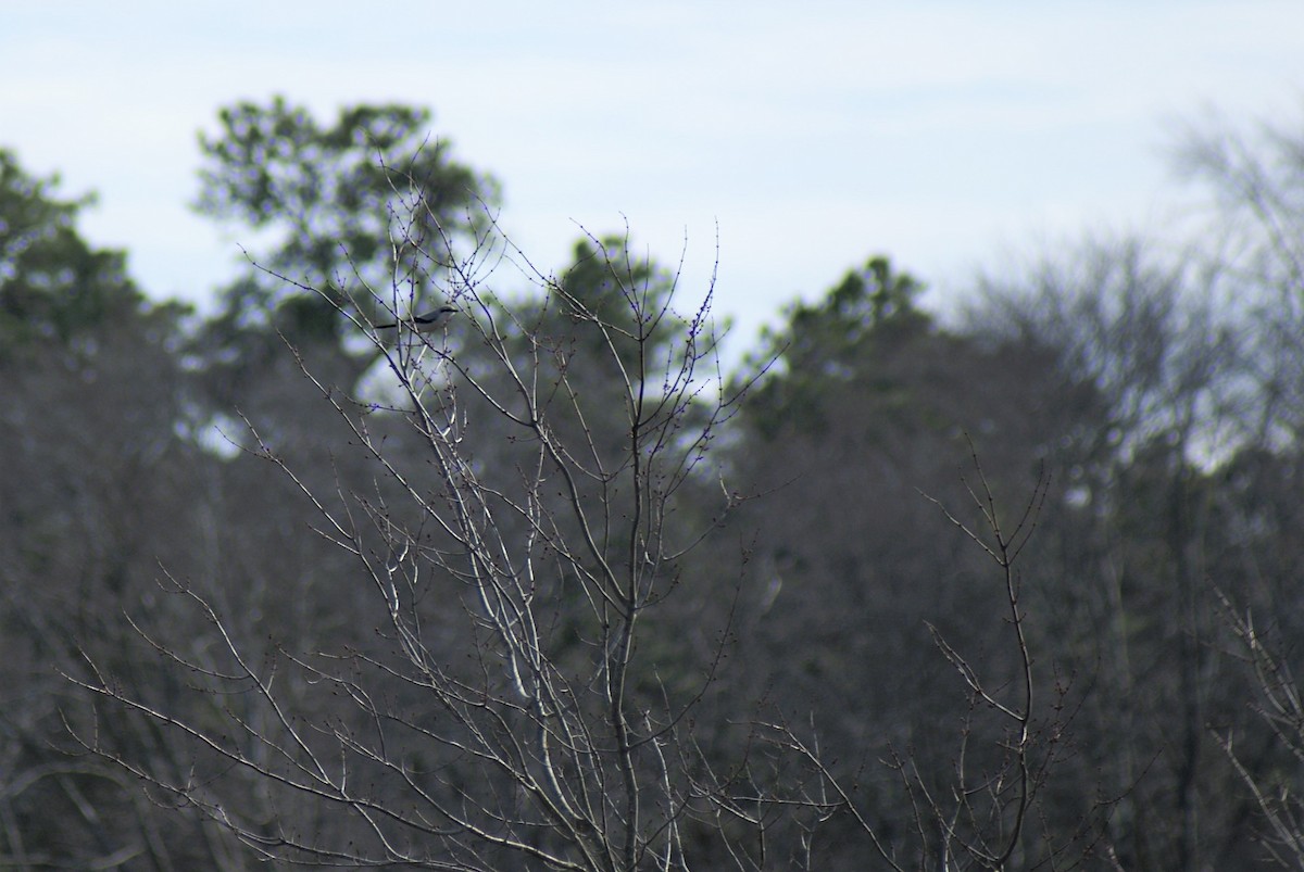 Northern Shrike - ML316094211