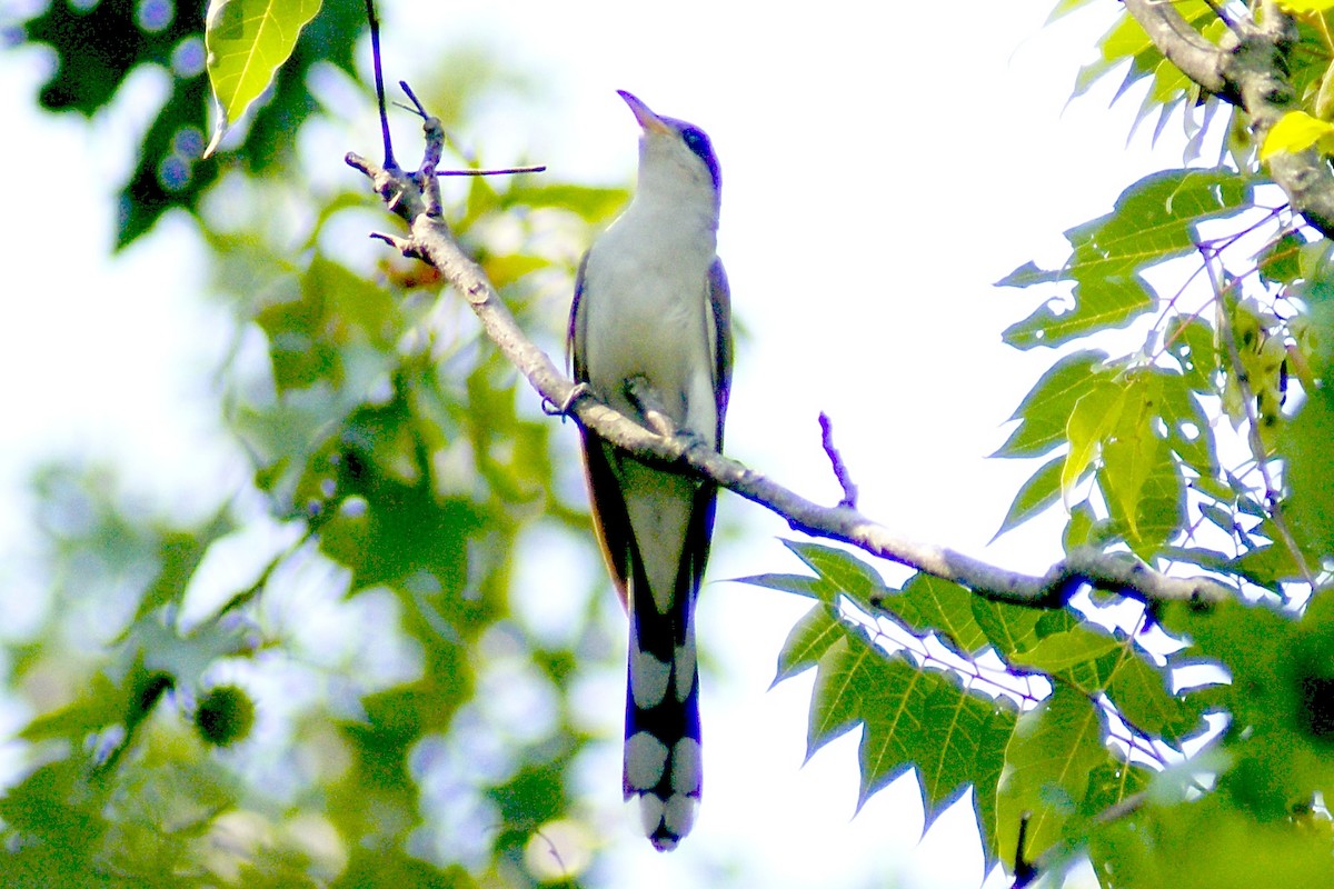 Yellow-billed Cuckoo - ML31609431