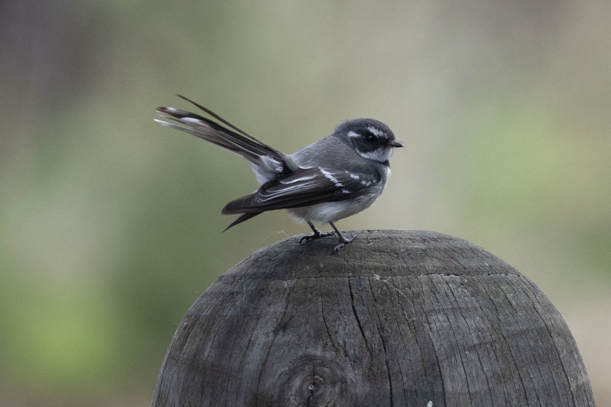 Gray Fantail (alisteri) - ML316094311