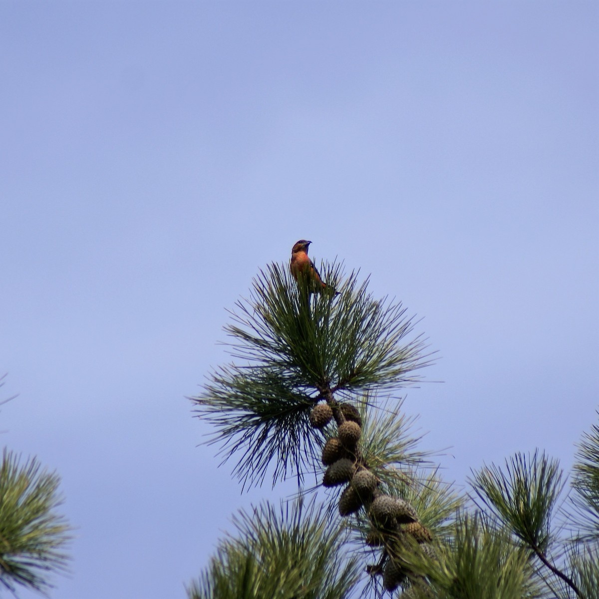 紅交嘴雀 - ML316094451