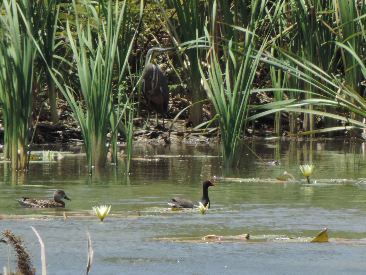 Common Gallinule - ML316096871