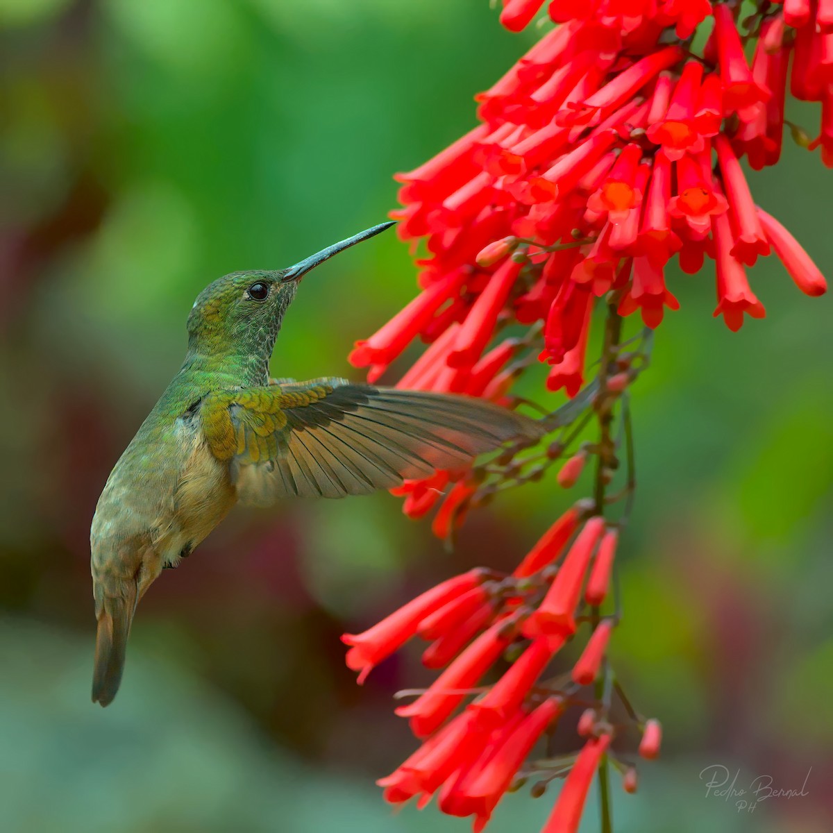 Chestnut-bellied Hummingbird - ML316099321