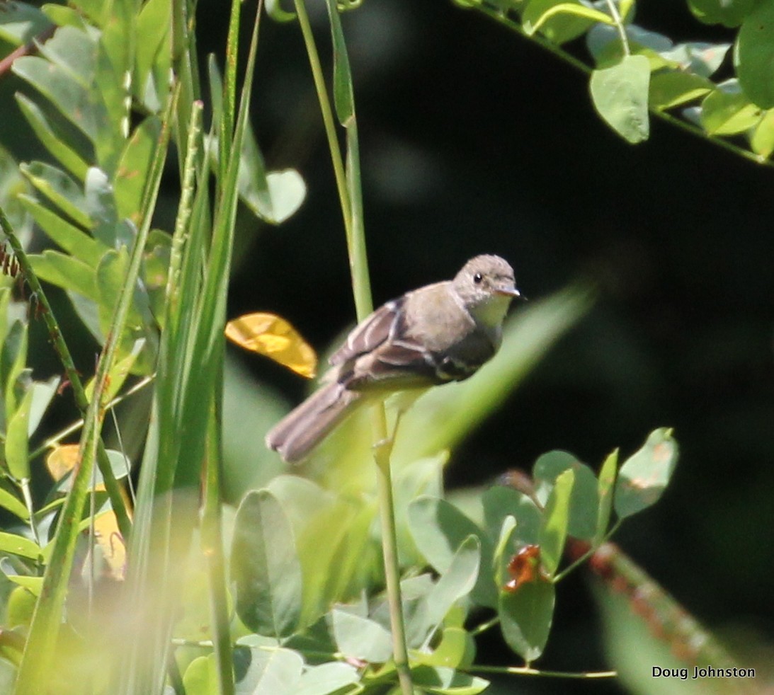 Willow Flycatcher - ML31610011