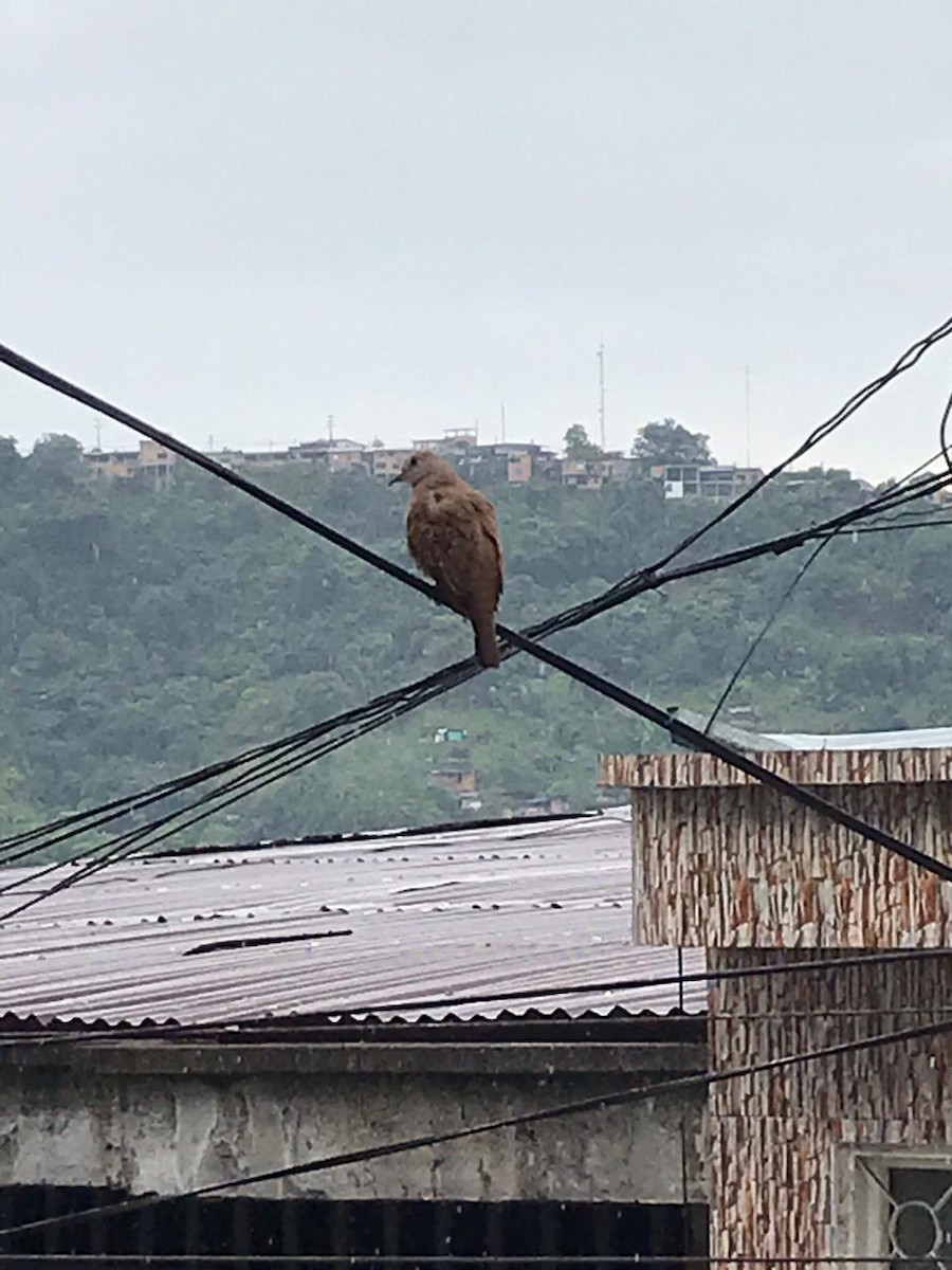 Eared Dove - ML316101261