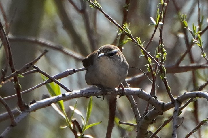 Bewick's Wren - ML316102101