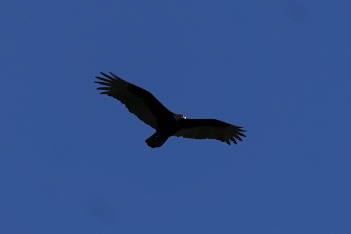 Turkey Vulture - ML316103321